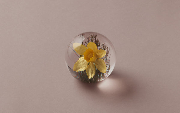 Yellow Daffodil Paperweight