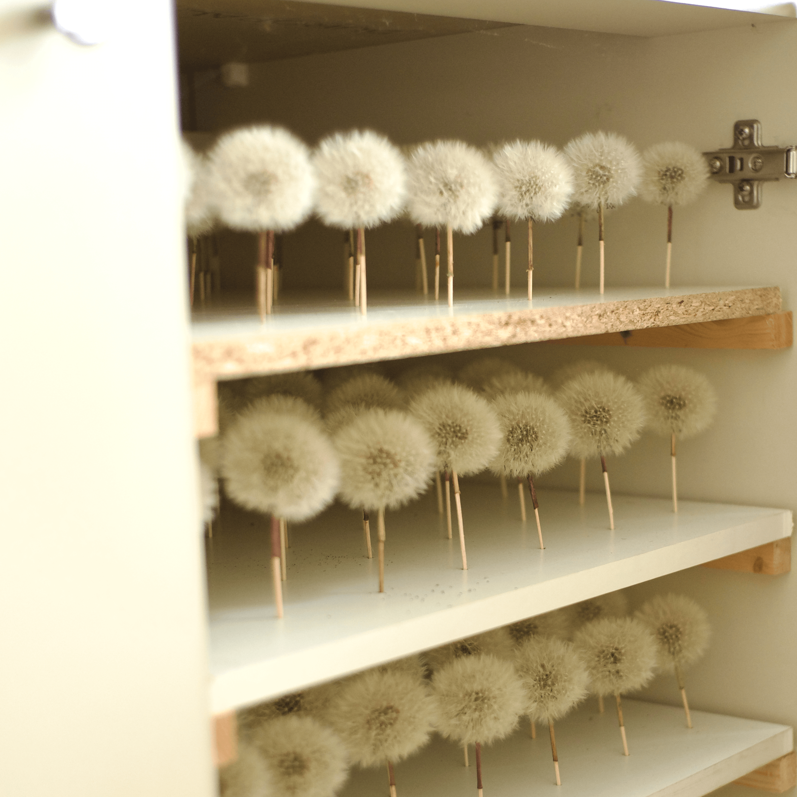 On Preserving Flowers: A Visit With Hafod Grange