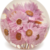 Pink Daisy Paperweight