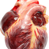 Realistic Human Heart Glass Ornament