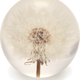 White Dandelion Paperweight