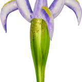 Purple Iris Glass Ornament
