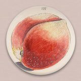 John Derian Peach 156 Paperweight