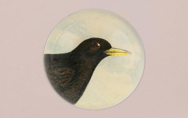 John Derian Alpine Chough Paperweight