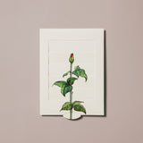 Roses Venetian Blind Greeting Card