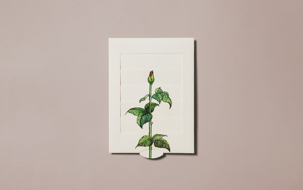 Roses Venetian Blind Greeting Card