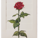 Roses Venetian Blind Greeting Card