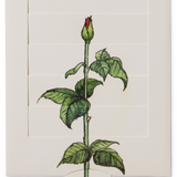 Roses Venetian Blind Greeting Card