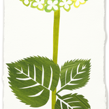 Denise Fiedler Floral Collage - Rectangle / Green Hydrangea