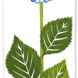 Denise Fiedler Floral Collage - Rectangle / Blue Hydrangea