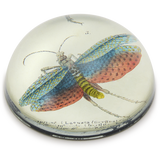 John Derian Gryllus Paperweight