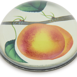 John Derian Moorpark Apricot Paperweight