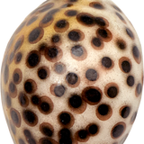 Cowrie Shell Glass Ornament