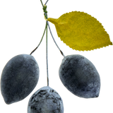 Plums Paper Ornament