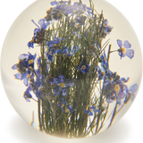 Blue Forget-Me-Not Paperweight