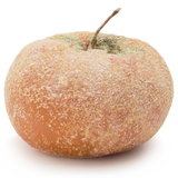 Sugared Persimmon Candle