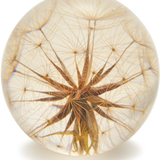 Tragopogon Paperweight