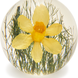 Yellow Daffodil Paperweight