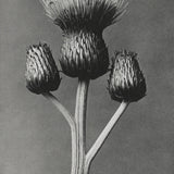 Purple Thistle Paperweight
