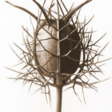 Blue Nigella Paperweight