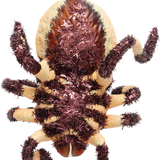 Tarantula Glass Ornament