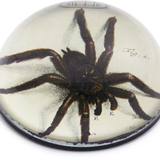 John Derian Tarantula Paperweight