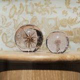 Tragopogon Paperweight