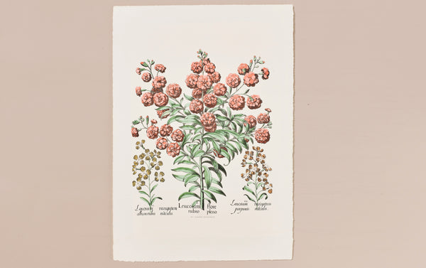 Italian Hand-Coloured Woodblock Print, Leucojum
