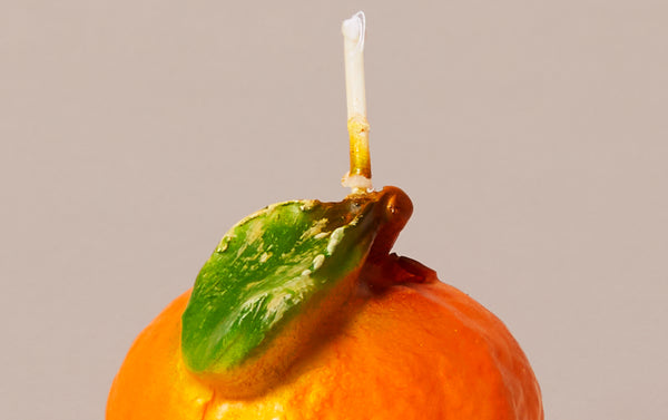 Mini Clementine Decorative Food Candle