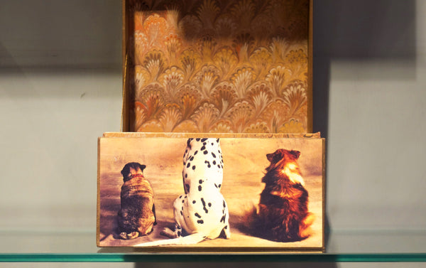 Ann Hepper Decorative Box, Dogs in Picture Library