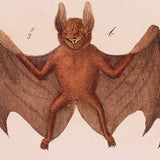 Set of 6 Victorian Ephemera Postcards, Halloween