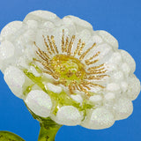 Christmas Ornament, White Dahlia