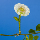 Christmas Ornament, White Dahlia