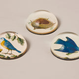 John Derian Paperweight, Birds