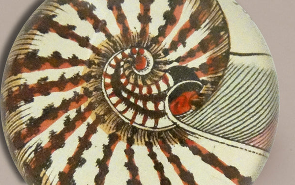 John Derian Paperweight, Nautilus Shell