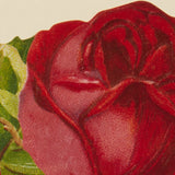 Embossed Die Cut Red Roses Greeting Card